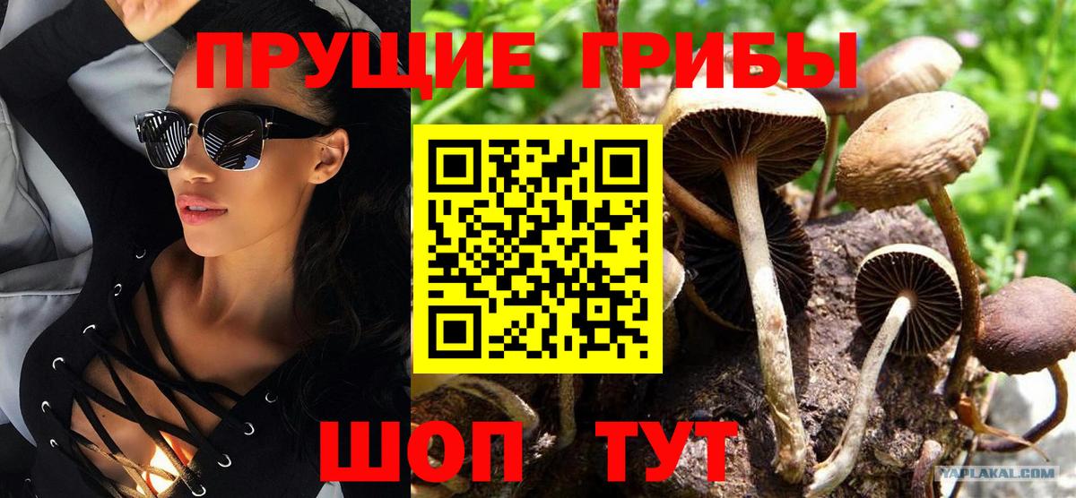 Галлюциногенные грибы Cubensis  наркота  Вольск  Вход с VPN 